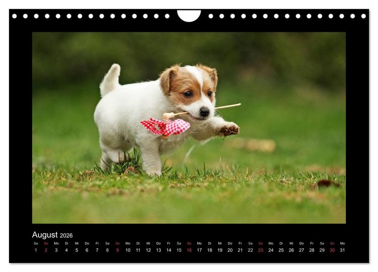 Produktbild: Allerlei Hundekinder (Wandkalender 2026 DIN A4 quer), CALVENDO Monatskalender