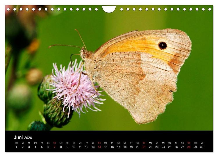 Produktbild: Schmetterlinge (Wandkalender 2026 DIN A4 quer), CALVENDO Monatskalender