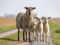 Produktbild: CALVENDO Puzzle &Uuml;berall sind jetzt die s&uuml;&szlig;en L&auml;mmer auf den Weiden | 1000 Teile Lege-Gr&ouml;&szlig;e 64x48cm Foto-Puzzle f&uuml;r gl&uuml;ckliche Stunden