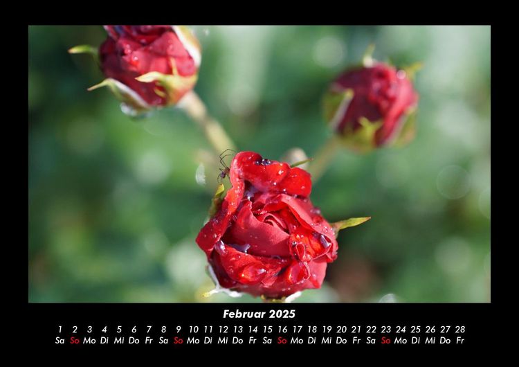 Produktbild: Blumentr&auml;ume 2025 Fotokalender DIN A3