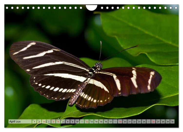 Produktbild: Schmetterlinge - zarte Gesch&ouml;pfe der Natur (Wandkalender 2026 DIN A4 quer), CALVENDO Monatskalender