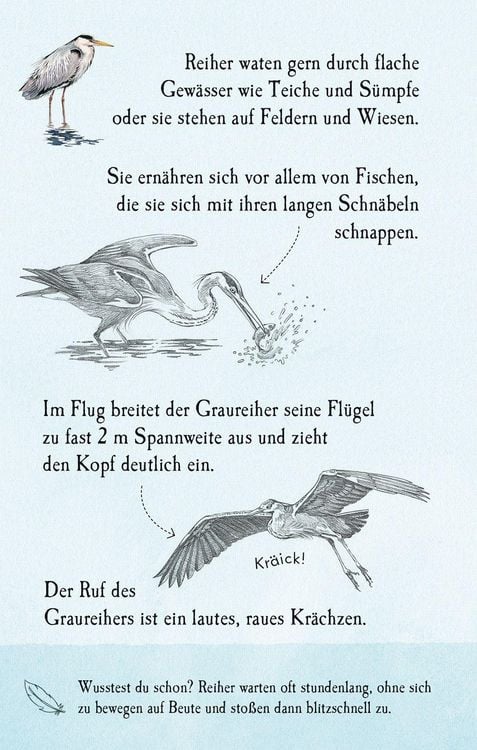 Produktbild: Natur-Entdecker-Karten: Unsere heimischen V&ouml;gel