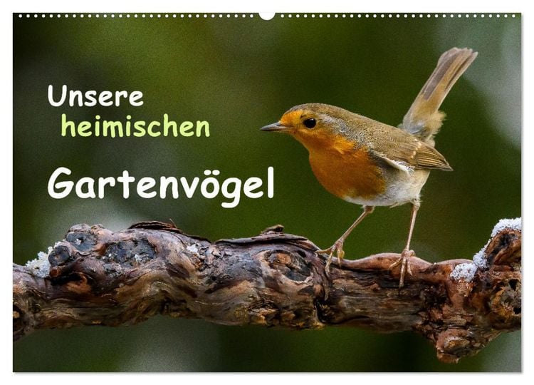 Produktbild: Unsere heimischen Gartenv&ouml;gel (Wandkalender 2026 DIN A2 quer), CALVENDO Monatskalender