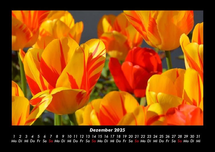 Produktbild: Blumentr&auml;ume 2025 Fotokalender DIN A3