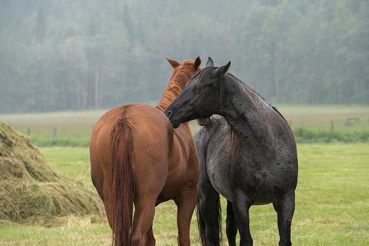 Produktbild: Heartland - Paradies f&uuml;r Pferde - Staffel 8.2: Episode 10-18 [3 DVDs]