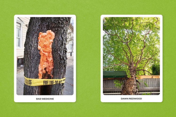 Produktbild: New York City Street Tree Tarot