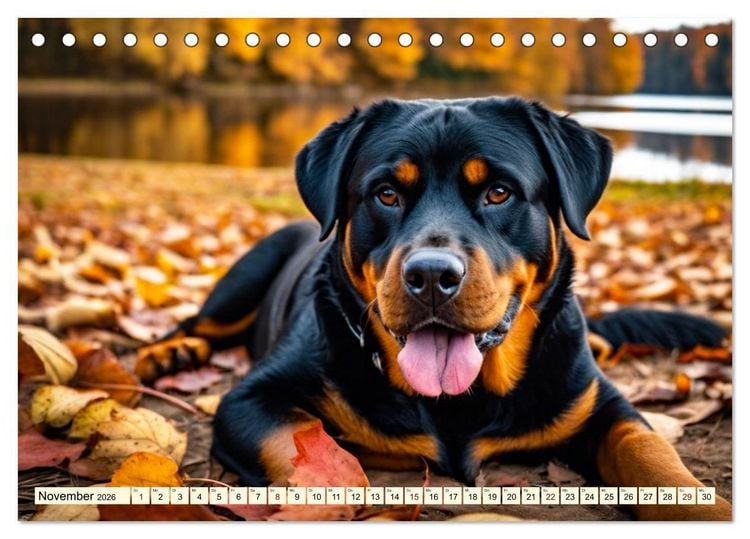 Produktbild: Rottweiler - die Besch&uuml;tzer (Tischkalender 2026 DIN A5 quer), CALVENDO Monatskalender