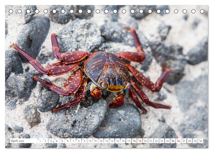 Produktbild: Galapagos. Verzauberte Inseln (Tischkalender 2026 DIN A5 quer), CALVENDO Monatskalender