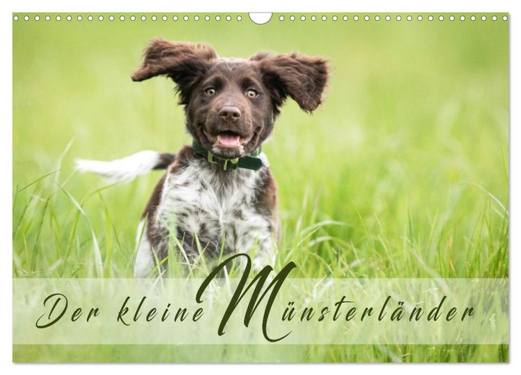 Produktbild: Der kleine M&uuml;nsterl&auml;nder (Wandkalender 2026 DIN A3 quer), CALVENDO Monatskalender