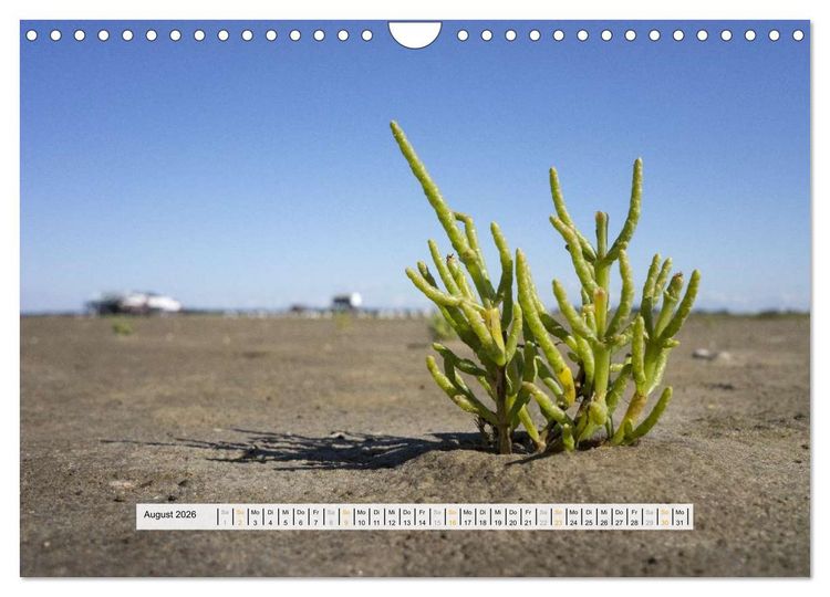 Produktbild: St. Peter-Ording (Wandkalender 2026 DIN A4 quer), CALVENDO Monatskalender