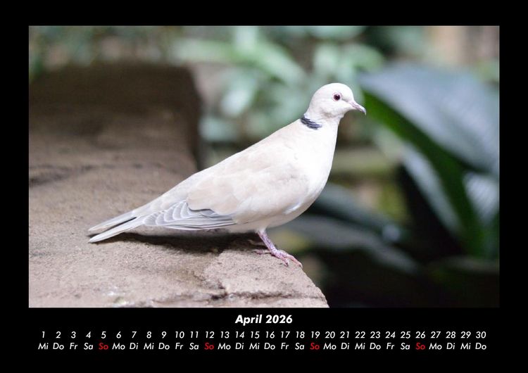 Produktbild: V&ouml;gel 2026 Fotokalender DIN A3