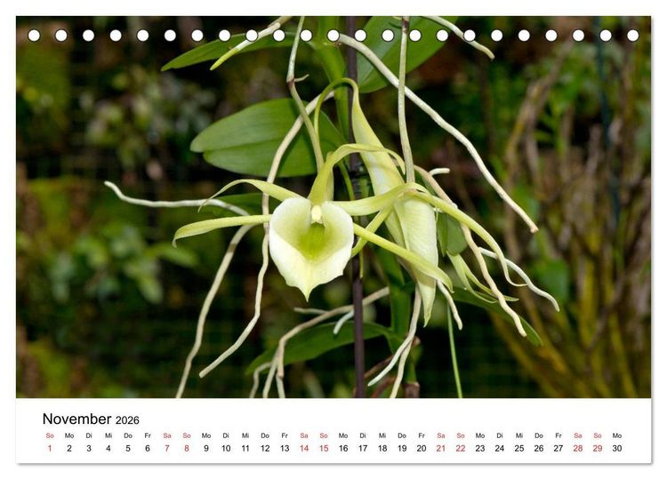 Produktbild: Vielfalt der Orchideen (Tischkalender 2026 DIN A5 quer), CALVENDO Monatskalender