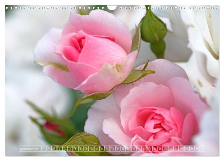 Produktbild: Blooming beauties (Wall Calendar 2026 DIN A3 landscape), CALVENDO 12 Month Wall Calendar