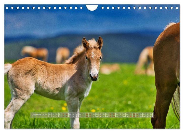 Produktbild: Haflinger Pferde in Th&uuml;ringen (Wandkalender 2026 DIN A4 quer), CALVENDO Monatskalender