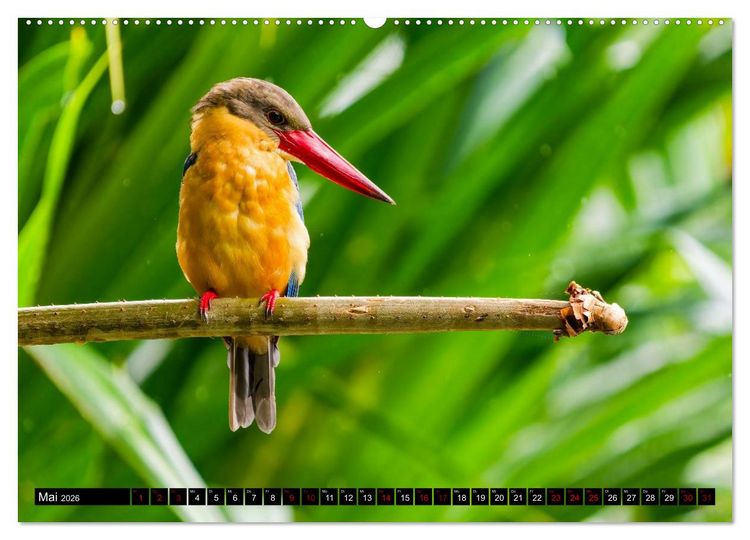 Produktbild: Singapurs Tierwelt (hochwertiger Premium Wandkalender 2026 DIN A2 quer), Kunstdruck in Hochglanz