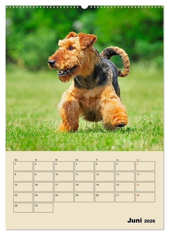 Produktbild: Airedale Terrier - Temperament auf 4 Pfoten (hochwertiger Premium Wandkalender 2026 DIN A2 hoch), Kunstdruck in Hochglanz