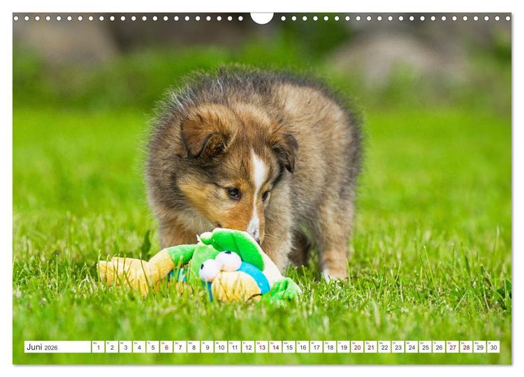 Produktbild: Sheltie - Ein St&uuml;ck vom Gl&uuml;ck (Wandkalender 2026 DIN A3 quer), CALVENDO Monatskalender