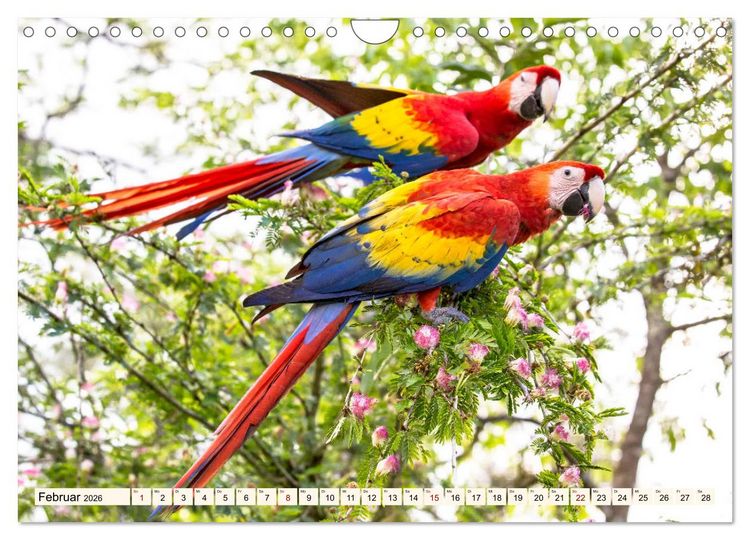 Produktbild: Costa Rica - Farben des Regenwaldes (Wandkalender 2026 DIN A4 quer), CALVENDO Monatskalender
