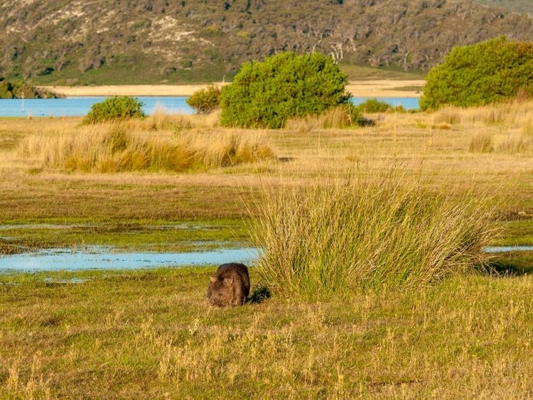 Produktbild: CALVENDO Puzzle Wombat im Narawntapu NP | 1000 Teile Lege-Gr&ouml;&szlig;e 64x48cm Foto-Puzzle f&uuml;r gl&uuml;ckliche Stunden