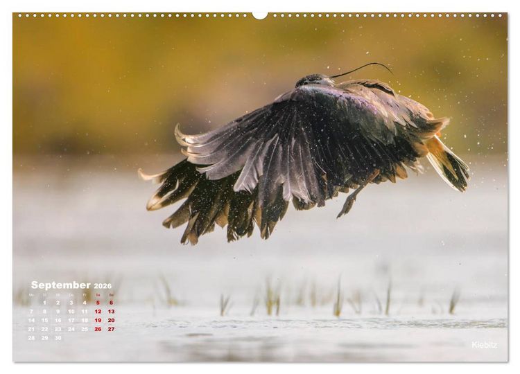 Produktbild: Wattv&ouml;gel an der Friesischen IJsselmeerk&uuml;ste (Wandkalender 2026 DIN A2 quer), CALVENDO Monatskalender