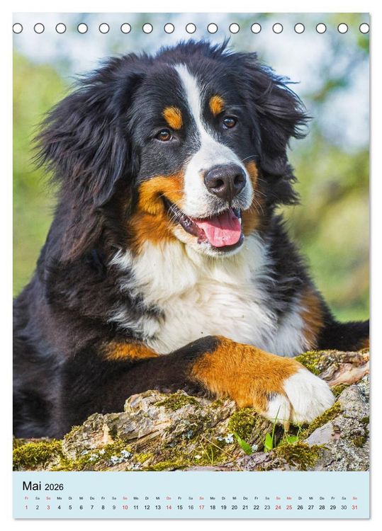 Produktbild: Berner Sennenhund - stark , sch&ouml;n und liebenswert (Tischkalender 2026 DIN A5 hoch), CALVENDO Monatskalender