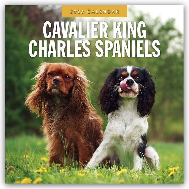 Produktbild: Cavalier King Charles Spaniels – Cavalier King Charles Spaniel 2026 – 16-Monatskalender