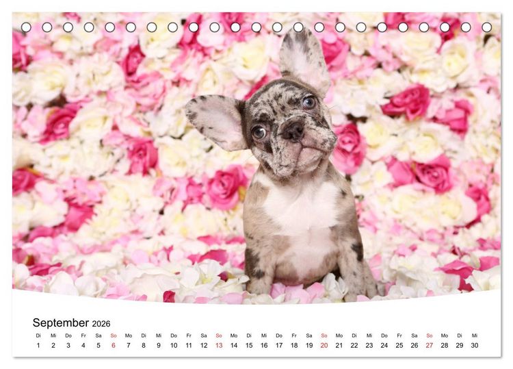 Produktbild: Bullys - Franz&ouml;sische Bulldoggen 2026 (Tischkalender 2026 DIN A5 quer), CALVENDO Monatskalender