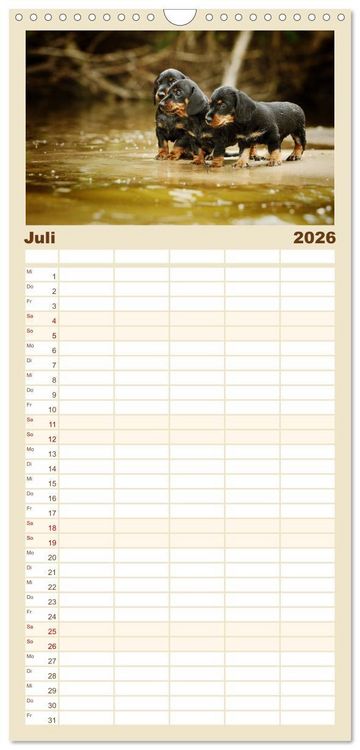 Produktbild: Familienplaner 2026 - Die Dackel daggeln.... mit 5 Spalten (Wandkalender, 21 x 45 cm) CALVENDO