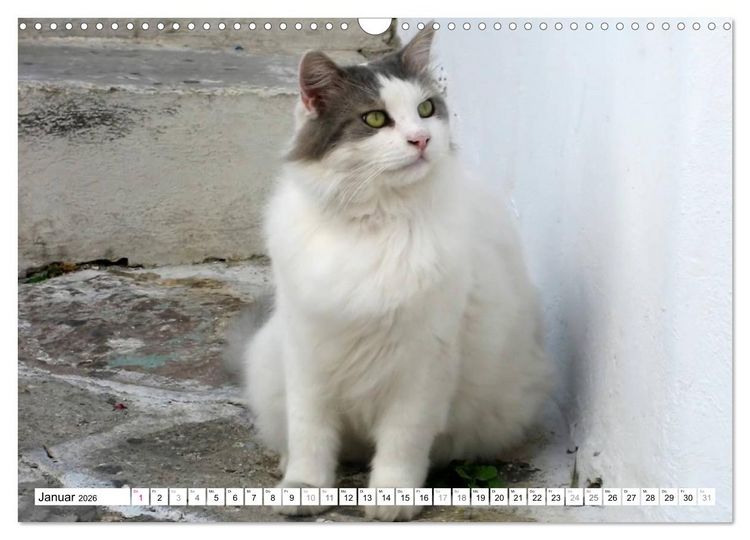 Produktbild: Katzen der Kykladen (Wandkalender 2026 DIN A3 quer), CALVENDO Monatskalender