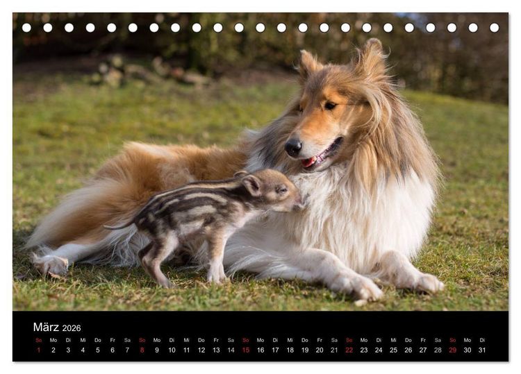 Produktbild: Ziva und ihre Freunde (Tischkalender 2026 DIN A5 quer), CALVENDO Monatskalender