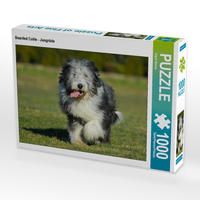 Produktbild: CALVENDO Puzzle Bearded Collie - Jungr&uuml;de | 1000 Teile Lege-Gr&ouml;&szlig;e 64x48cm Foto-Puzzle f&uuml;r gl&uuml;ckliche Stunden