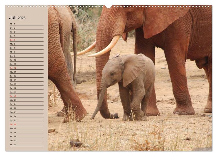 Produktbild: Elefanten in freier Wildbahn (Wandkalender 2026 DIN A2 quer), CALVENDO Monatskalender