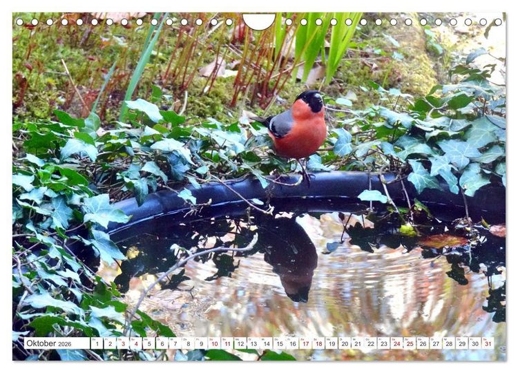 Produktbild: Herr und Frau Gimpel - Stammg&auml;ste im Garten (Wandkalender 2026 DIN A4 quer), CALVENDO Monatskalender