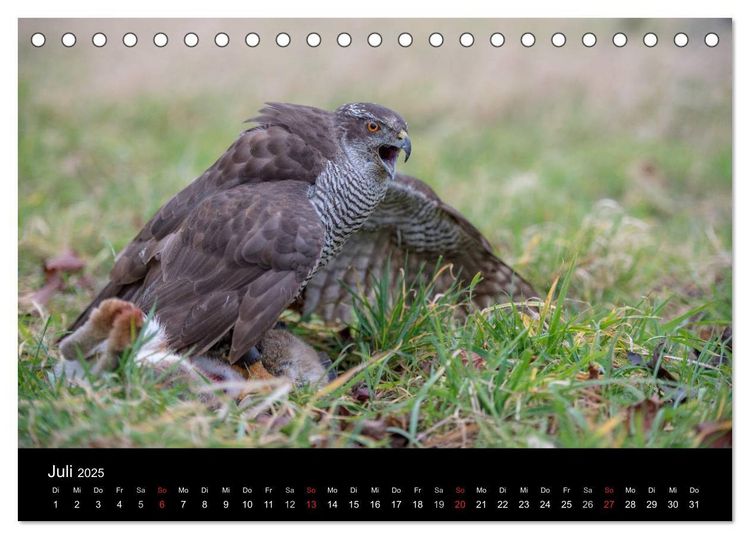 Falknerei Der Habicht (Tischkalender 2025 DIN A5 quer), CALVENDO Monatskalender