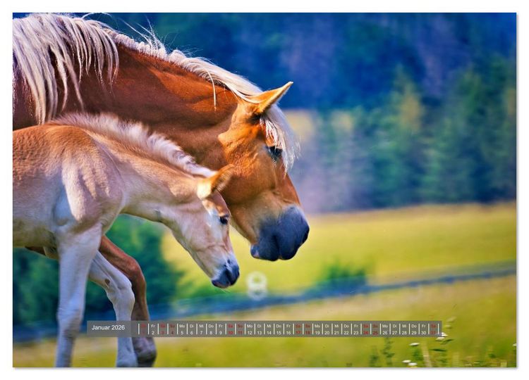 Produktbild: Die besonderen Haflinger-Pferde (hochwertiger Premium Wandkalender 2026 DIN A2 quer), Kunstdruck in Hochglanz