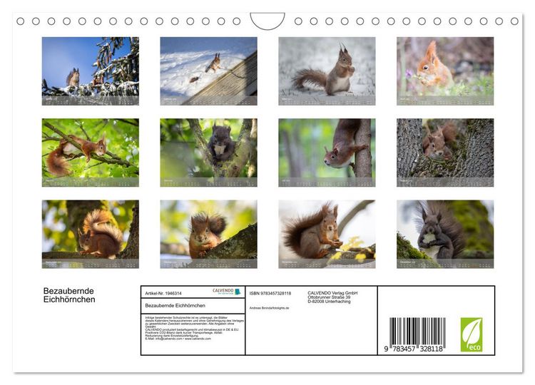 Produktbild: Bezaubernde Eichh&ouml;rnchen (Wandkalender 2026 DIN A4 quer), CALVENDO Monatskalender