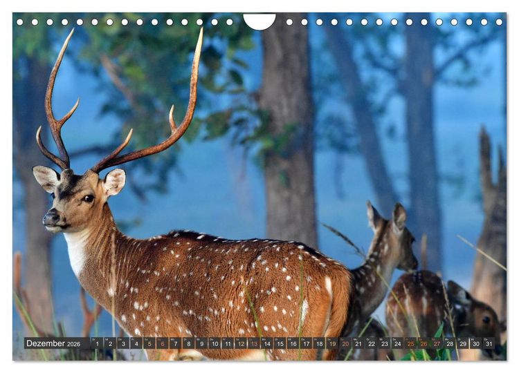 Produktbild: Tiere Indiens close up (Wandkalender 2026 DIN A4 quer), CALVENDO Monatskalender