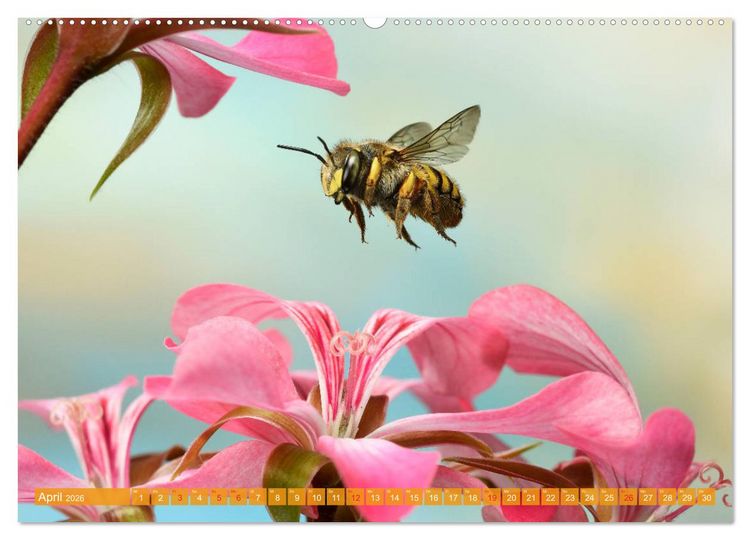 Produktbild: Sechs Beine in der Luft - Wildbienen im Flug (hochwertiger Premium Wandkalender 2026 DIN A2 quer), Kunstdruck in Hochglanz