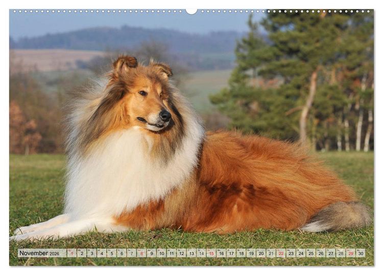 Produktbild: Collie - Das Gl&uuml;ck hat 4 Pfoten (Wandkalender 2026 DIN A2 quer), CALVENDO Monatskalender