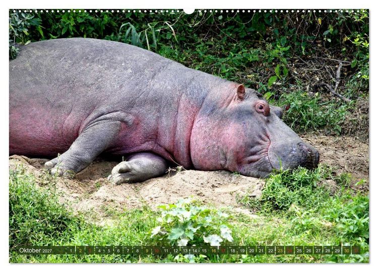 Produktbild: Hippos - Begegnungen in Afrika (hochwertiger Premium Wandkalender 2027 DIN A2 quer), Kunstdruck in Hochglanz