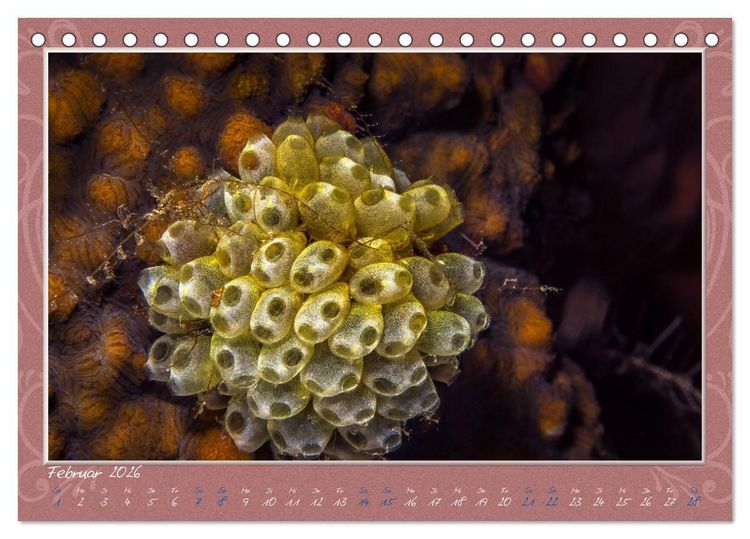 Produktbild: Unterwasser Kunstwerke (Tischkalender 2026 DIN A5 quer), CALVENDO Monatskalender
