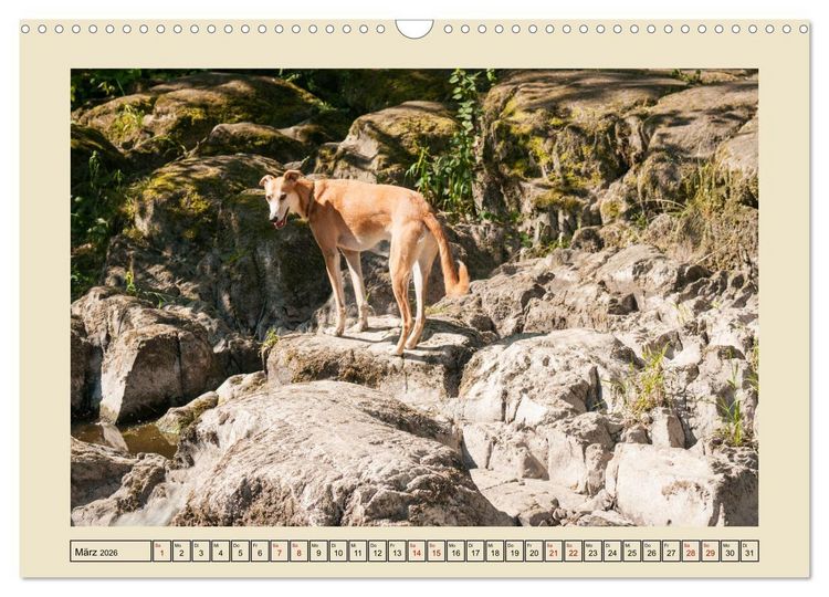 Produktbild: Mit dem Windhund unterwegs im zauberhaften Bergischen Land (Wandkalender 2026 DIN A3 quer), CALVENDO Monatskalender