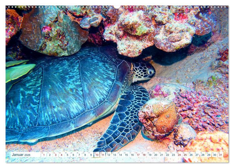 Produktbild: Geheimnisvolle Welt unter Wasser - Nachts am Riff (hochwertiger Premium Wandkalender 2026 DIN A2 quer), Kunstdruck in Hochglanz