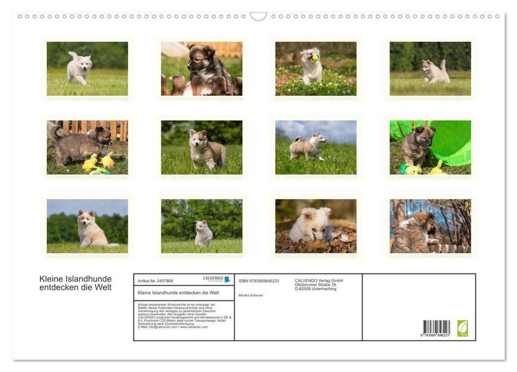 Produktbild: Kleine Islandhunde entdecken die Welt (Wandkalender 2027 DIN A2 quer), CALVENDO Monatskalender