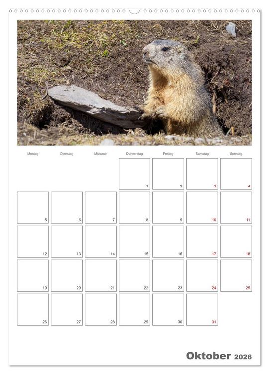 Produktbild: Franz&ouml;sische Alpen, auf den Pfaden des Murmeltiers (Wandkalender 2026 DIN A2 hoch), CALVENDO Monatskalender