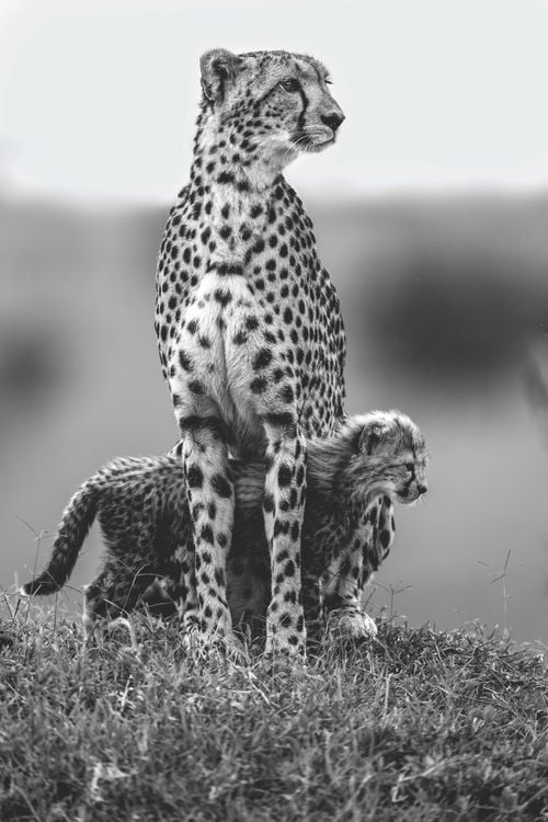Produktbild: Die Seele Afrikas
