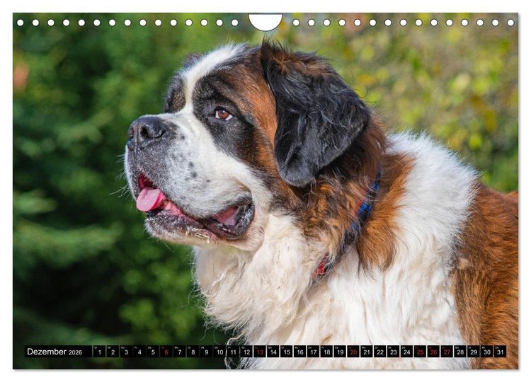 Produktbild: Bernhardiner - Gigant auf vier Pfoten (Wandkalender 2026 DIN A4 quer), CALVENDO Monatskalender