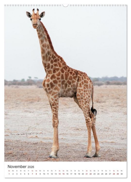 Produktbild: Giraffe - Bemerkenswerte Tiere. (hochwertiger Premium Wandkalender 2026 DIN A2 hoch), Kunstdruck in Hochglanz