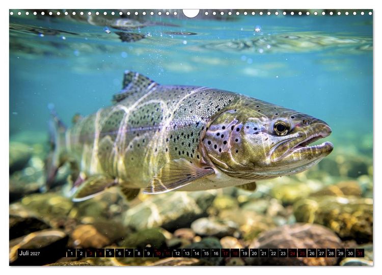 Produktbild: Forellen im Fluss (Wandkalender 2027 DIN A3 quer), CALVENDO Monatskalender