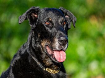 Produktbild: CALVENDO Puzzle Ein Motiv aus dem Kalender Der Beauceron | 2000 Teile Lege-Gr&ouml;&szlig;e 90x67cm Foto-Puzzle f&uuml;r gl&uuml;ckliche Stunden